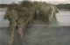 /plume/xmedia/fantasy/articles/2015/thumb/sandhorses_01_thumb.jpg